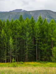 deep mountain firs forest. atmospheric woodland. siberian taiga green natural background. nature res