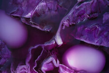 Process Of Painting Easter Eggs With Natural Dye Of Red Cabbage Juice. Easter Still Life, Chicken Eggs In Red Cabbage Juice