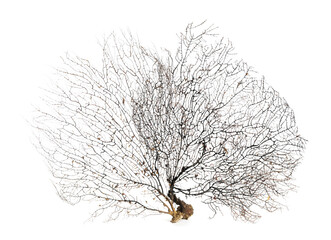 Wall Mural - Beautiful exotic branching corals on white background