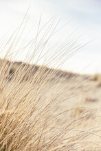 Marram Grass In The Wind, With A Soft Dune In The Background