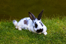 Easter Cute Black White Bunny, Rabbit Is Lying On Fresh Green Grass On A Bank Of A Pond, Lake, River In Springtime. A Plump Spotted Hare Bouncing On A Lawn. Animal Rodent At Farm For Animals, In Zoo.