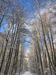 Poster - Winter forest