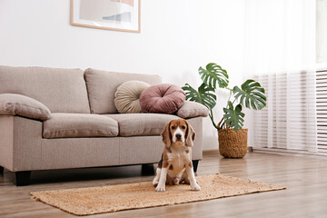 Wall Mural - Cute beagle dog with big ears laying on a wicker rug. Adorable and funny pup with brown, black and white markings resting on a carpet at home. Close up, copy space for text, interior background.