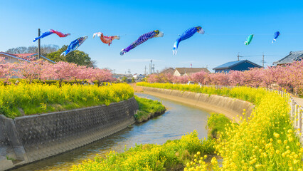 Wall Mural - 愛知田原市免々田川の河津桜と菜の花祭り