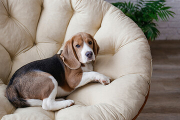 Wall Mural - Portrait of adorable beagle pup sleeping in the dog bed. Sleepy dog with brown, black and white fur markings resting in a lounger. Close up, copy space, background.