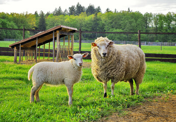 Sheep and lamb on the pasture