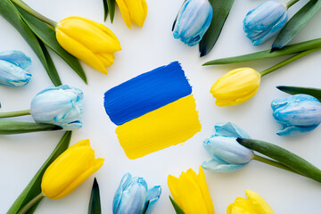 Wall Mural - Top view of painted ukrainian flag in frame of blue and yellow tulips on white background.