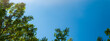 © daphnusia - Panorama of tree branches and leaves in blue sky with bright sun. Spring background