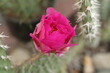 Opuntia erinacea var. utahensis OPUNCJA CIERNISTA kwiat różowy cactus