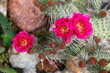 Opuntia erinacea var. utahensis OPUNCJA CIERNISTA kwiat różowy cactus