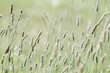 Green meadow of sedges swaying in the wind