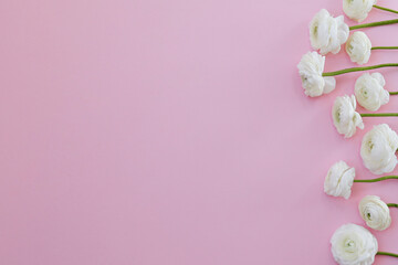 Wall Mural - Beautiful tender white ranunculus bouquet laid in a row over isolated pink background. Visible petal structure. Composition with persian buttercups. Top view, close up, copy space, cropped image.