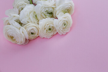 Wall Mural - Studio shot of beautiful bouquet of white ranunculus flowers over bright pink background. Close up composition with persian buttercups. Top view, isolated, copy space for text.