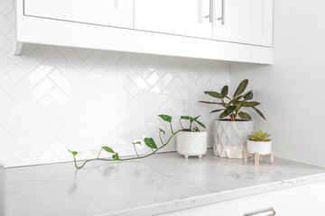 Three houseplants (Monstera Adansonii, Rubber plant & Echeveria succulent) on a marble countertop in a white modern farmhouse kitchen.