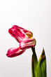 Flowers, tulips wilted, dead flowers on a white background, isolated