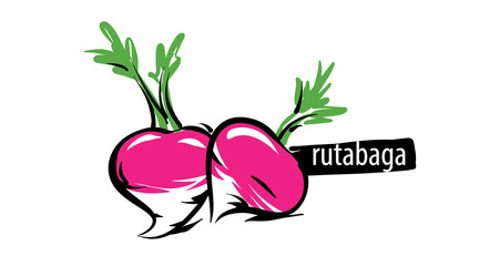Wall Mural - Drawn rutabaga isolated on a white background