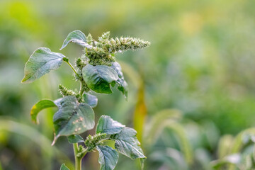 Wall Mural - Amaranthus retroflexus (spiny amaranth, Amaranthus spinosus) with leaves and inflorescences in the garden. Weeds in the garden