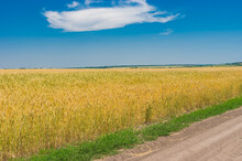 Summer Landscape With An Earth Road Between Wheat  Fields Near Dnipro City, Central Ukraine