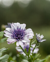 Wall Mural - Osteospermum Daisy or Cape Daisy Flower Isolated over natural Background. Close-up macro