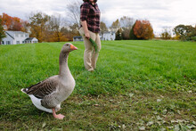 Goose Taking A Walk