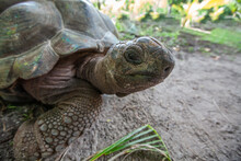 Giant Tortoise In Seychelles, Turtle