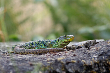 Wall Mural - Beutiful male ocellated lizard (Timon lepidus) in a rocky environment. Scary and colorful green and blue lizard and habitat. Wild mediterranean reptile from Spain. Lizard pattern shown in the skin.