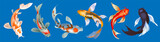 Fototapeta Dinusie - Koi fish vector illustration japanese carp and colorful oriental koi in Asia set of Chinese goldfish and traditional fishery isolated background