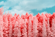 Infrared Photography Of  Pines