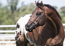 Appaloosa Horse Portrait
