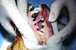 Dog teeth cleaning in veterinary clinic