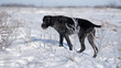 Deutsch drahthaar hunting dog in winter field