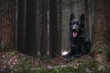 Black german shepherd dog in autumn forest