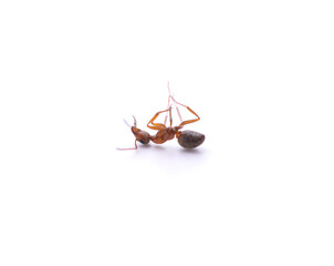 one little dead ant.