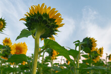 Undersides Of Sunflowers In Field