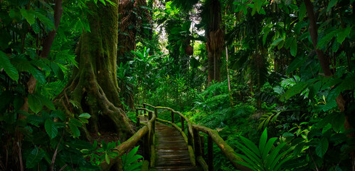 Canvas Print - Tropical jungles  of Southeast Asia