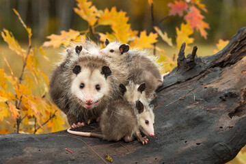 Wall Mural - virginia opossum adult (didelphis virginiana) looks out joeys all around on log autumn