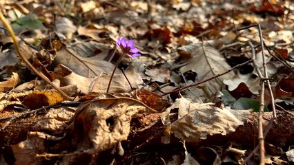 Wall Mural - Spring blue hepatica flowers growing in forest.