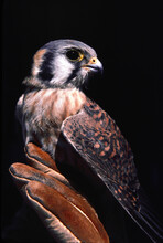 American Kestrel (Falco Sparverius) Male Hawk Colorado