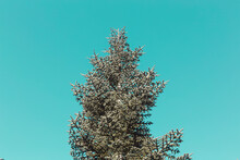 Pine Tree With Snow On A Blue Sky