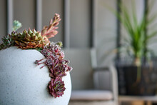Succulents Potted In White Cylindrical Pot