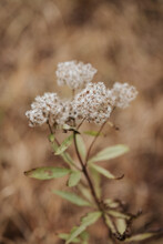 Clusters Of Tiny White Flowers In An Inflorescence