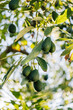 © Javier Díez/Stocksy - Lush tree with avocados growing in garden