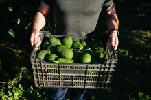 Crop Male Farmer Carrying Box With Avocados