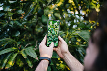 Crop Man Photographing Avocado Tree On Smartphone