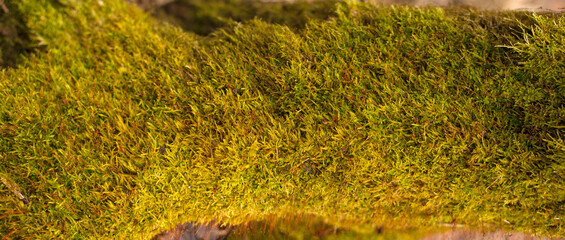 Wall Mural - Embossed texture of the bark of oak. Panoramic photo of the oak texture with moss