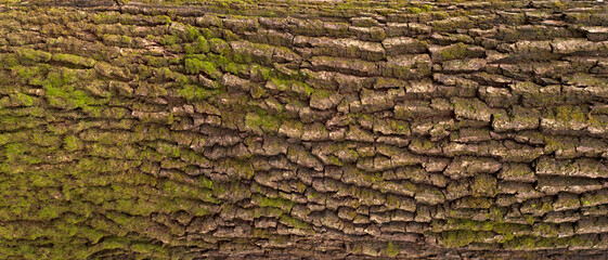 Wall Mural - Embossed texture of the bark of oak. Panoramic photo of the oak texture with moss