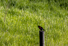 Redwing Blackbird Courtship Display