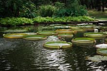 Koi Pond With Giant Green Victoria Lily Pads.