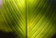 © Zeta Fernández/Stocksy - detail of a green leaf