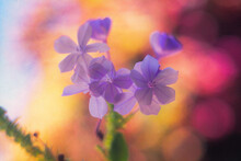 Set Of Purple Flowers On An Out-of-focus Background 